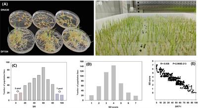 Identification of Candidate Genes Conferring Cold Tolerance to Rice (Oryza sativa L.) at the Bud-Bursting Stage Using Bulk Segregant Analysis Sequencing and Linkage Mapping